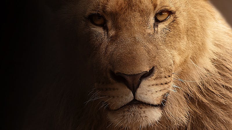 Hvorfor ble ikke Daniel spist av løvene?